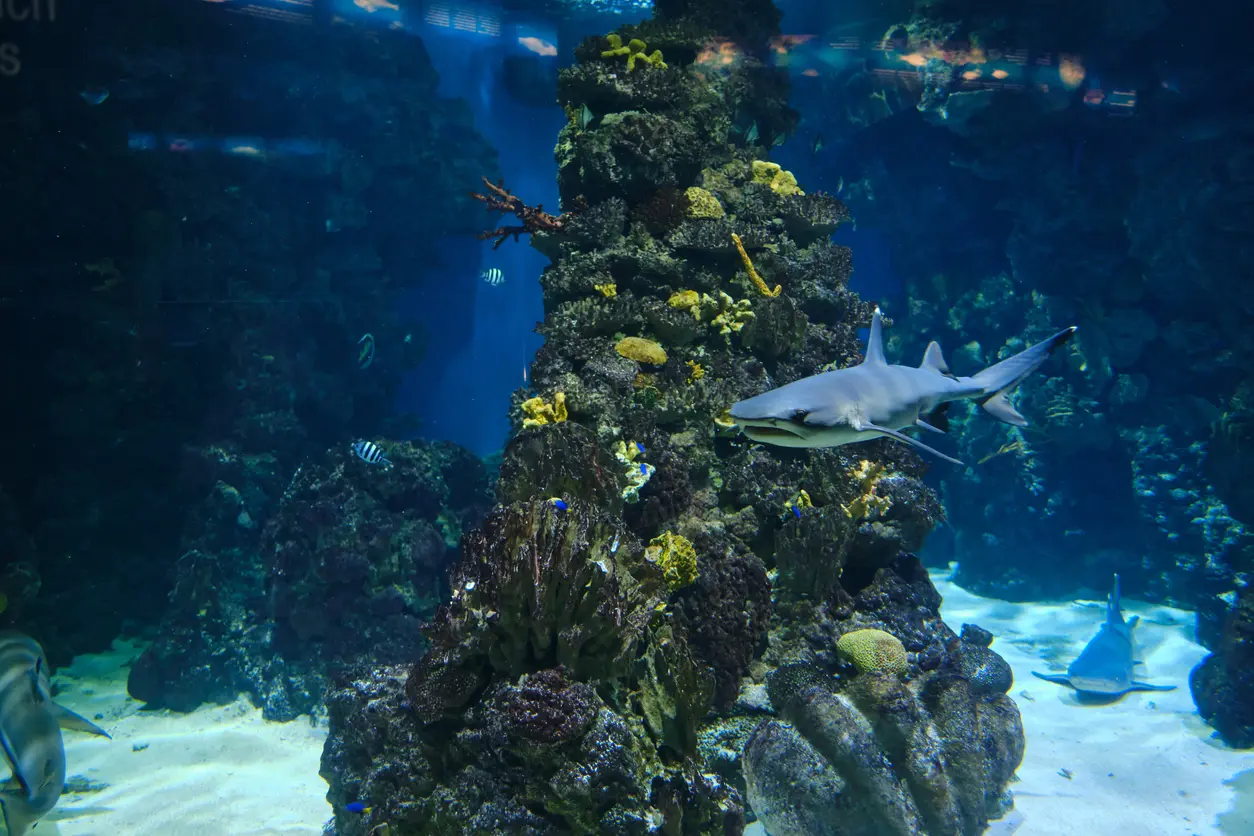 ibarcelona aquarium