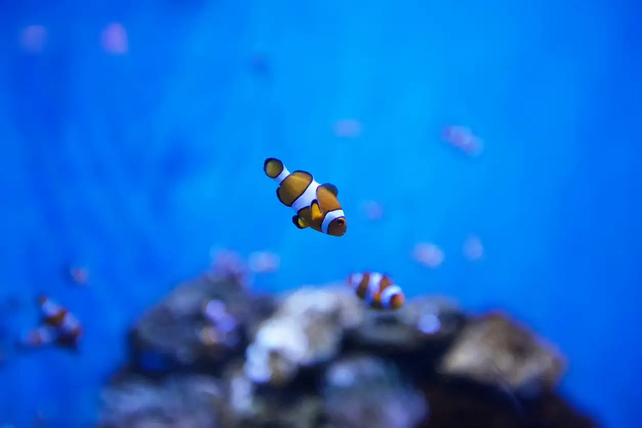 Aquarium Barcelona img 4